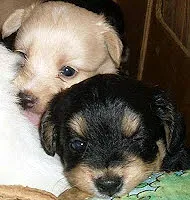 Cachorro raça SRD idade 2 a 6 meses nome FILHOTES/MAE