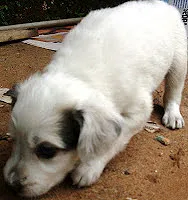 Cachorro ra a SRD idade 2 a 6 meses nome FILHOTES/MAE