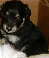 Cachorro ra a SRD idade 2 a 6 meses nome FILHOTES/MAE