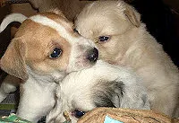 Cachorro ra a SRD idade 2 a 6 meses nome FILHOTES/MAE