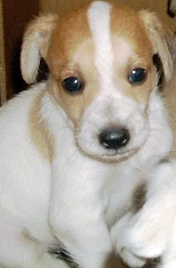 Cachorro ra a SRD idade 2 a 6 meses nome FILHOTES/MAE