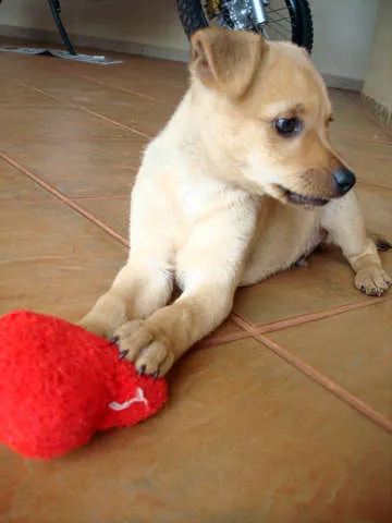 Cachorro ra a SRD idade 2 a 6 meses nome Sem Nome