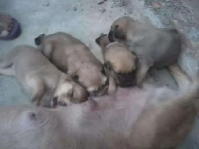 Cachorro ra a Sem Raça Definida idade 2 a 6 meses nome 4 Femeas