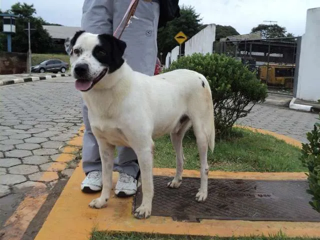 Cachorro ra a SRD idade 2 anos nome Flash