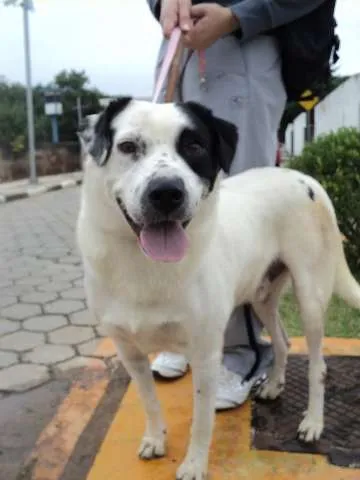 Cachorro ra a SRD idade 2 anos nome Flash
