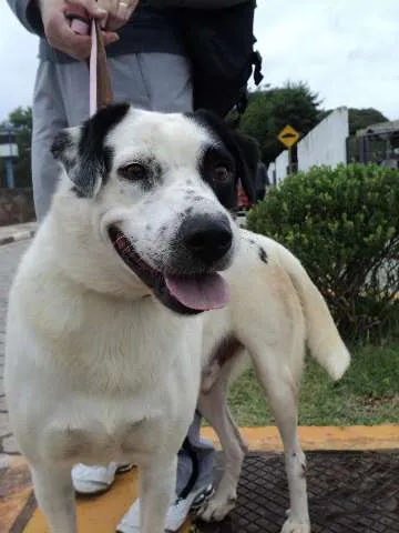 Cachorro ra a SRD idade 2 anos nome Flash