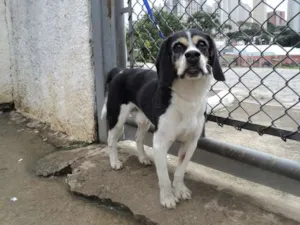 Cachorro raça mestiço beagle idade 6 ou mais anos nome Tancredo