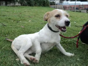 Cachorro raça SRD idade 2 anos nome Britney