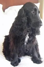 Cachorro ra a Cocker idade 6 ou mais anos nome bili GRATIFICA