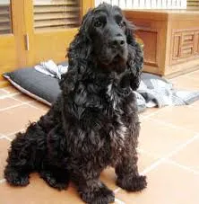 Cachorro ra a Cocker idade 6 ou mais anos nome bili GRATIFICA