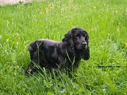 Cachorro ra a Cocker idade 6 ou mais anos nome bili GRATIFICA