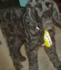 Cachorro ra a Cocker idade 6 ou mais anos nome bili GRATIFICA