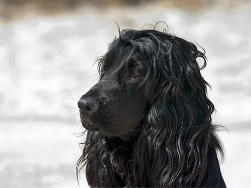 Cachorro ra a Cocker idade 6 ou mais anos nome bili GRATIFICA