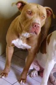 Cachorro ra a Pit-Bull idade 5 anos nome jagunso GRATIFICA