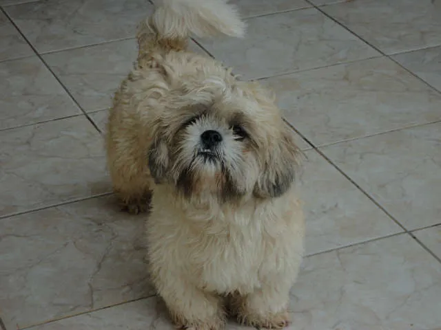 Cachorro ra a llasa idade 1 ano nome José GRATIFICA