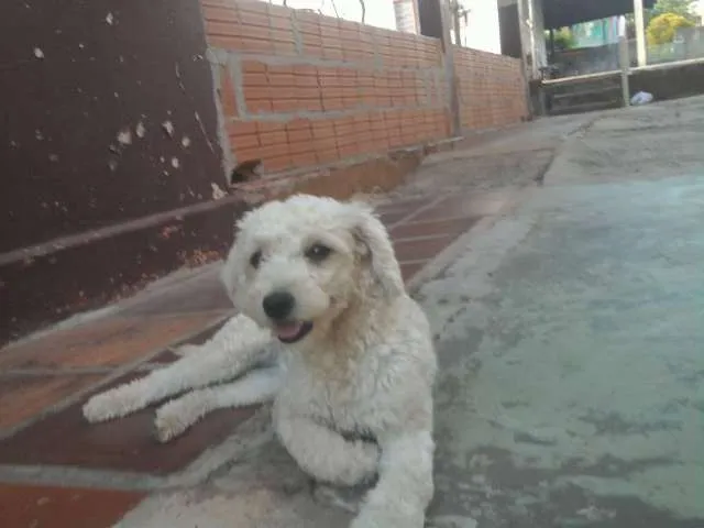 Cachorro ra a Pudle idade 2 anos nome Luna GRATIFICA