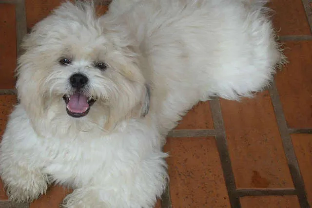 Cachorro ra a Lhasa Apso idade 2 anos nome Bruc GRATIFICA