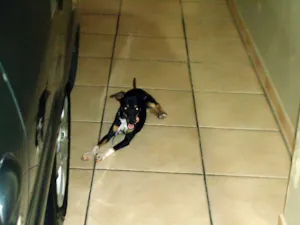 Cachorro raça SRD idade 7 a 11 meses nome PIPOCA