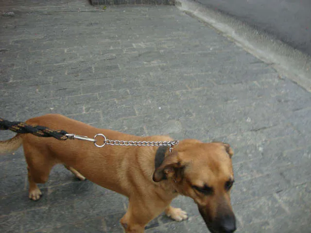Cachorro ra a Vira-lata idade 4 anos nome Farelo