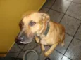 Farelo