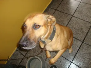 Cachorro raça Vira-lata idade 4 anos nome Farelo