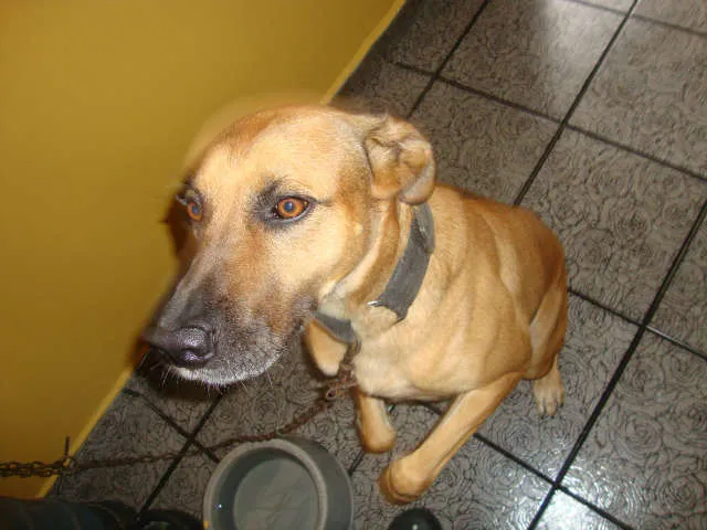 Cachorro ra a Vira-lata idade 4 anos nome Farelo