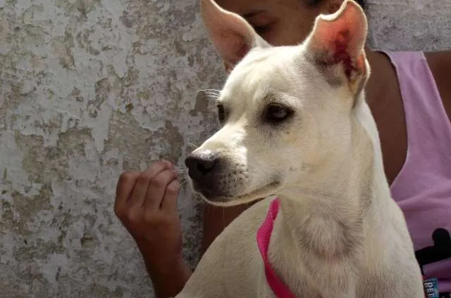Cachorro raça SRD idade 1 ano nome Branco