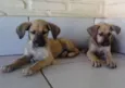 Pipoca e Paçoca (Pr