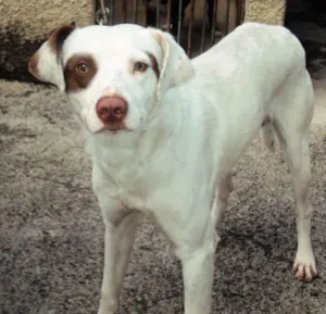 Cachorro raça SRD idade 2 anos nome Bob
