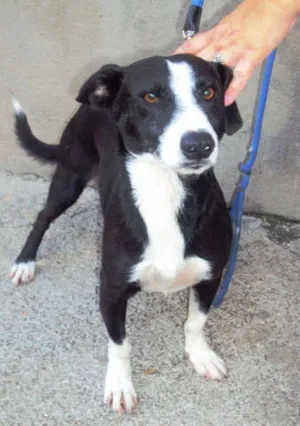 Cachorro raça SRD idade 2 anos nome Pretinho