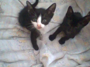 Gato raça SRD idade 2 a 6 meses nome Lia e Léia