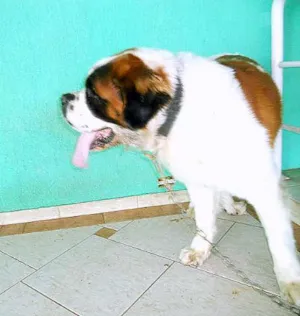 Cachorro raça SAO BERNARDO idade 2 anos nome PITOR