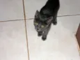 JADE
