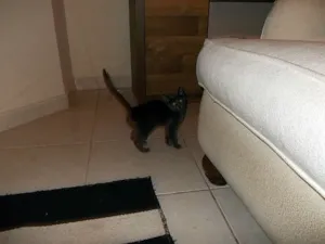 Gato raça SRD idade 2 a 6 meses nome JADE