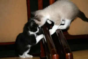 Gato raça SRD idade 2 a 6 meses nome Nina e Lika
