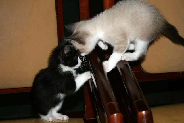 Gato ra a SRD idade 2 a 6 meses nome Nina e Lika