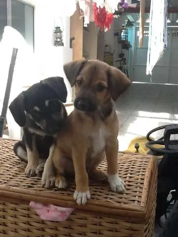 Cachorro ra a idade 2 a 6 meses nome Sem nome