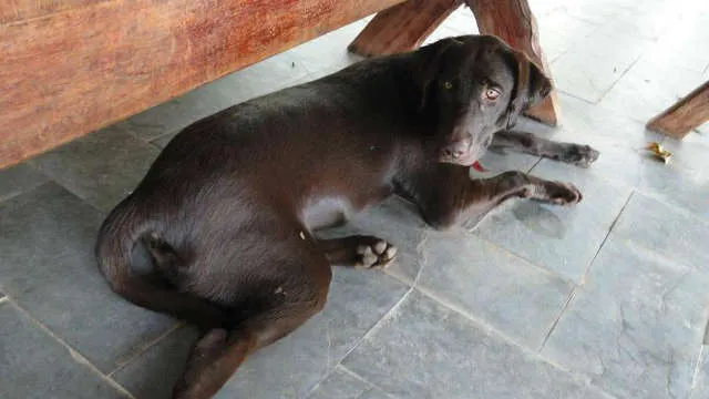 Cachorro ra a LABRADOR idade 3 anos nome ZUMA GRATIFICA