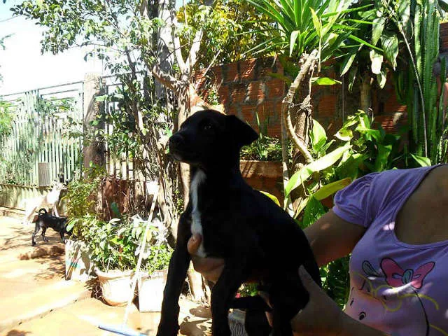 Cachorro ra a SRD idade  nome SEM NOME