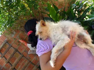 Cachorro raça SRD idade  nome SEM NOME