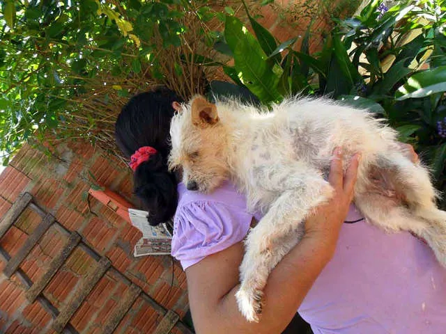 Cachorro ra a SRD idade  nome SEM NOME
