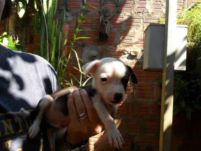 Cachorro ra a SRD idade  nome SEM NOME