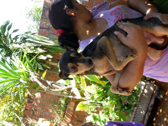 Cachorro ra a SRD idade  nome SEM NOME