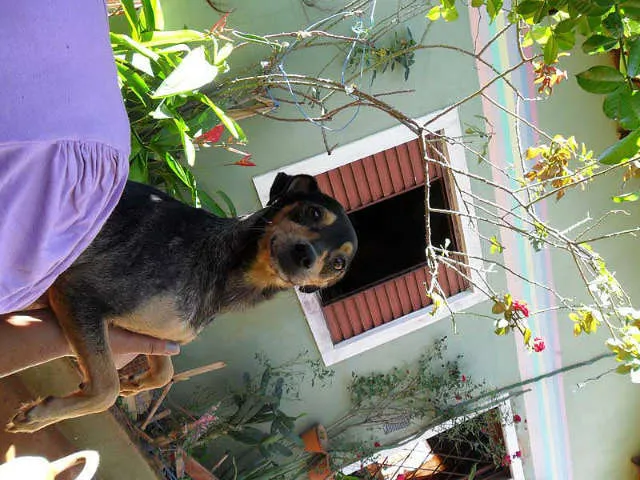 Cachorro ra a SRD idade  nome SEM NOME