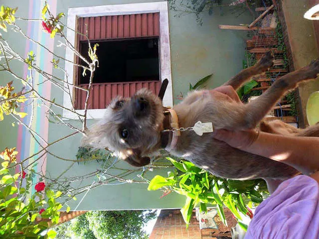 Cachorro ra a SRD idade  nome SEM NOME