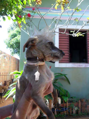 Cachorro ra a SRD idade  nome SEM NOME