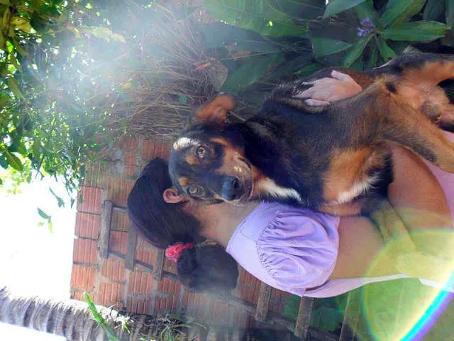 Cachorro ra a SRD idade  nome SEM NOME