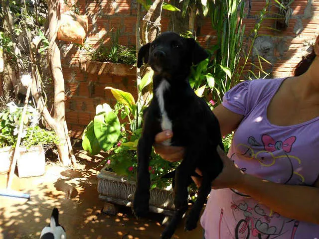 Cachorro ra a SRD idade  nome SEM NOME