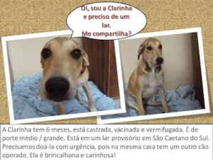 Cachorro raça vira lata idade 2 a 6 meses nome Clarinha
