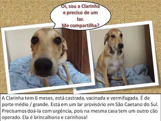 Cachorro ra a vira lata idade 2 a 6 meses nome Clarinha